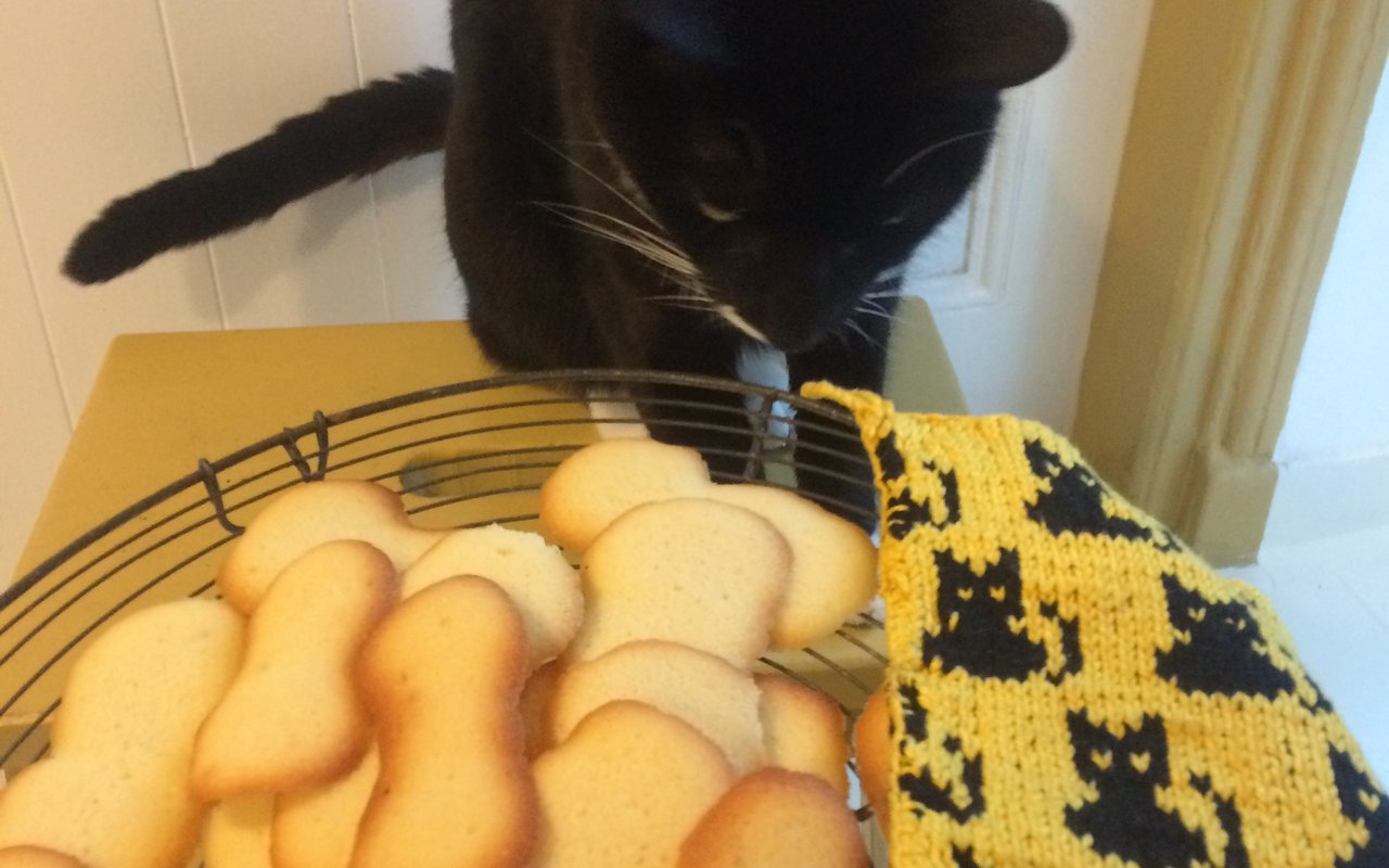 Op tafel staat een mandje met de koekjes 'kattentongen'. Een zwart katje ruikt eraan. Er ligt een geel lapje naast met zwarte katjes erin gebreid.