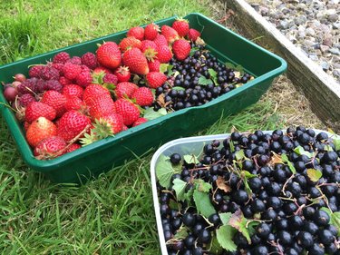 Summer berries